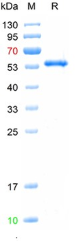 Recombinant H5N6-NA protein, His