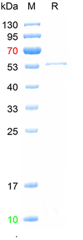 Recombinant CPV VP2 protein, His