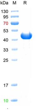Recombinant IcHV-1 ORF53 protein