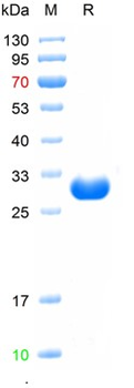 Recombinant mouse ANGPTL8 protein, His