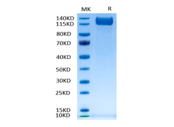 Recombinant human VEGFR2 protein, C-His-Avi (HEK293)