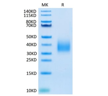 Recombinant human Trem2 protein, C-His-Avi (HEK293)