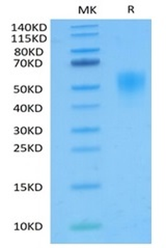 Recombinant Cyn. monkey TNFR2 protein, C-His (HEK293)