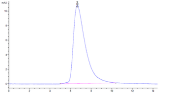 Recombinant mouse HAVCR2 protein, C-His (HEK293)