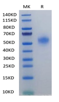 Recombinant human HAVCR2 protein, C-His (HEK293)