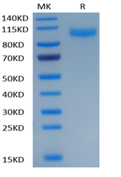 Recombinant human SIGLEC10 protein, C-hFc-Avi (HEK293)