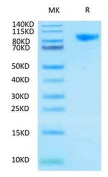 Recombinant human SIGLEC9 protein, C-hFc (HEK293)