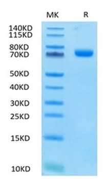 Recombinant human SIGLEC3 protein, C-hFc (HEK293)