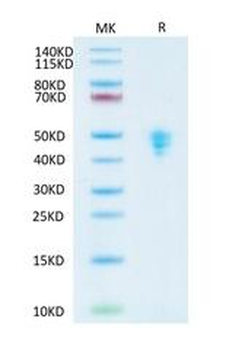 Recombinant human sCD14 protein, C-His (HEK293)