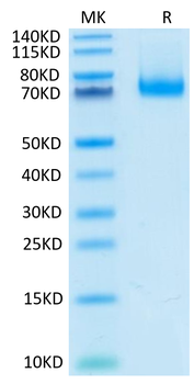 Recombinant mouse PD-L1 protein, C-hFc (HEK293)