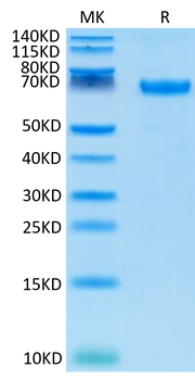 Recombinant Cyn. monkey PD-L1 protein, C-hFc (HEK293)