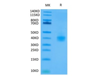 Recombinant Cyn. monkey PD-L1 protein, C-His (HEK293)