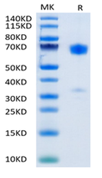 Recombinant human PD-1 protein, C-mFc (HEK293)