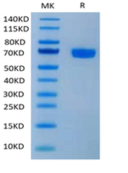 Recombinant human PD-1 protein, C-hFc (HEK293)