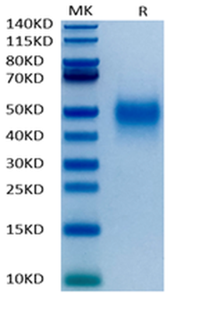 Recombinant human PD-1 protein, C-His (HEK293)