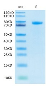 Recombinant human Notch 1 protein, C-His-Avi (HEK293)