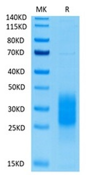 Recombinant human NKp30 protein, C-His-Avi (HEK293)