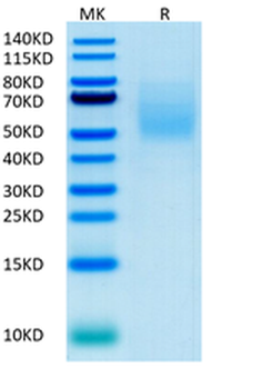 Recombinant human CA125 / MUC16 protein, C-His-Avi (HEK293)