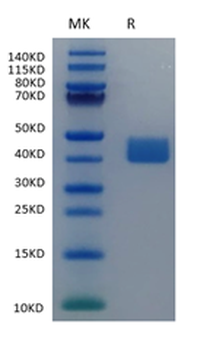 Recombinant human Mesothelin, C-His-Avi (HEK293)