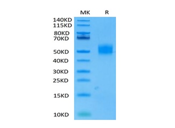 Recombinant human MICB protein, C-His-Avi (HEK293)