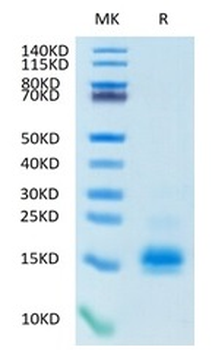 Recombinant human MCP-1 / CCL2 protein, C-His-Avi (HEK293)