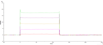 Recombinant human LILRB1 protein, C-His (HEK293)