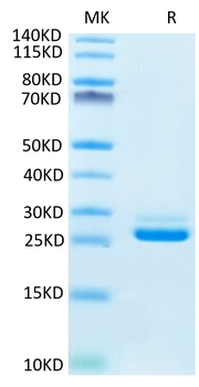 Recombinant human LILRB1 protein, C-His (HEK293)