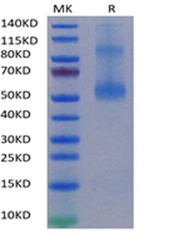 Recombinant human LIGHT (Trimer) protein, N-His-Flag (HEK293)