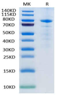 Recombinant human LAG3 protein, C-hFc (HEK293)