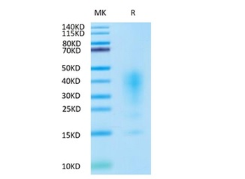 Recombinant human IL-13 protein, N-His-Avi (HEK293)