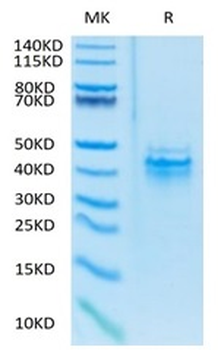 Recombinant human IL-12 protein, C-His-Avi (HEK293)
