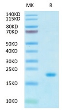 Recombinant human IL-10 protein, N-His-Avi (HEK293)