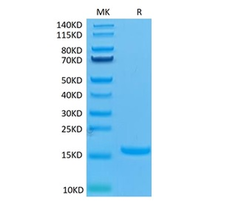 Recombinant human IL-18 protein