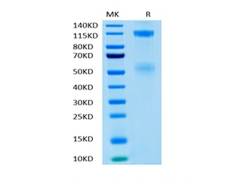 Recombinant human IGF1R protein, C-His-Avi (HEK293)