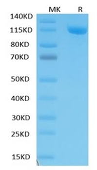 Recombinant human ErbB3 / Her3 protein, C-hFc (HEK293)