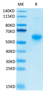 Recombinant human Galectin 9 protein, N-His (HEK293)