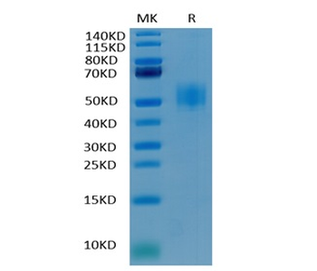 Recombinant human GFRAL protein, C-His-Avi (HEK293)