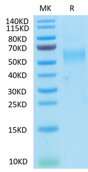 Recombinant Cyn. monkey GFRAL protein, C-His-Avi (HEK293)