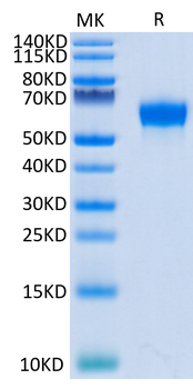 Recombinant mouse FcRn protein, C-His-Avi (HEK293)
