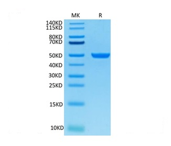 Recombinant Cyn. monkey FcRn protein, C-His-Avi (HEK293)