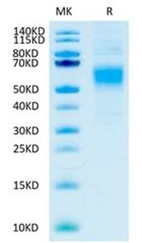 Recombinant human Fc Gamma RI / CD64 protein, C-His-Avi (HEK293)