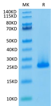 Recombinant human FGF10 protein