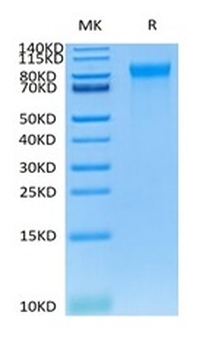 Recombinant human E-selectin, C-His-Avi (HEK293)