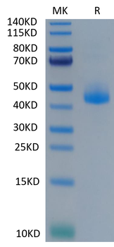 Recombinant Cyn. monkey CD3E protein, C-hFc (HEK293)