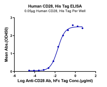 Recombinant human/Cyn. monkey/rhesus macaque CD28 protein, N-His-Avi (HEK293)