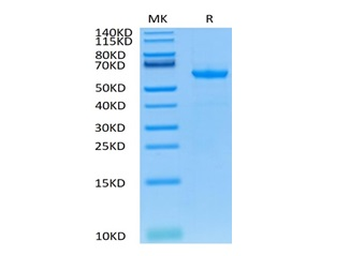 Recombinant mouse CD73 protein, C-His (HEK293)