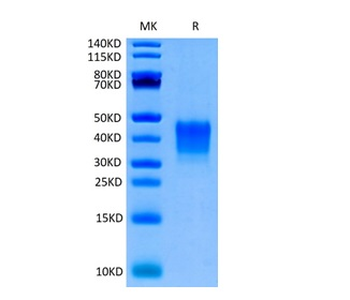 Recombinant human CD7 protein, C-His-Avi (HEK293)
