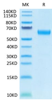 Recombinant human CD47 protein, C-hFc (HEK293)