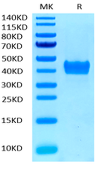 Recombinant human CD52 protein, C-mFc (HEK293)