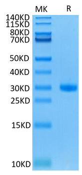 Recombinant mouse CD40 protein, C-His (HEK293)